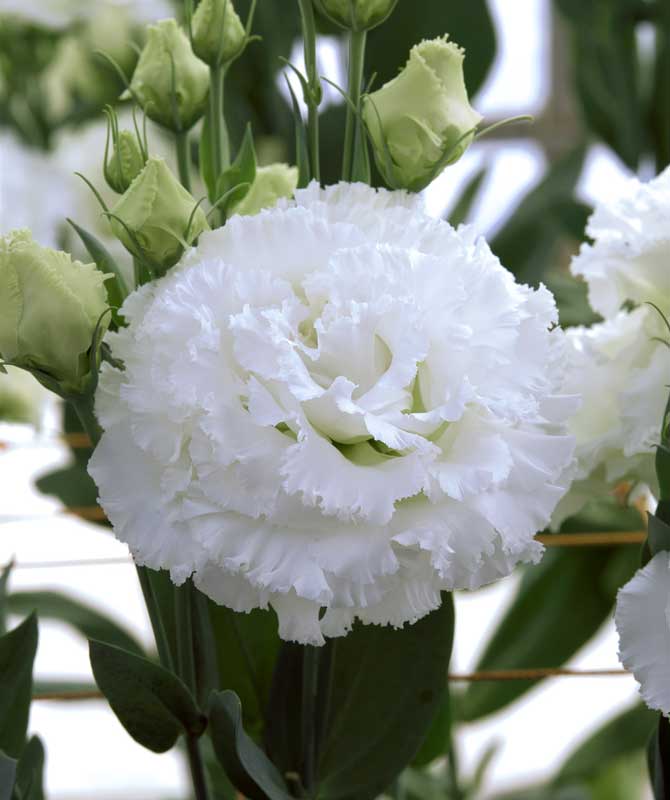 ���[�X�g�}�wEU1090�x�̉摜�Q