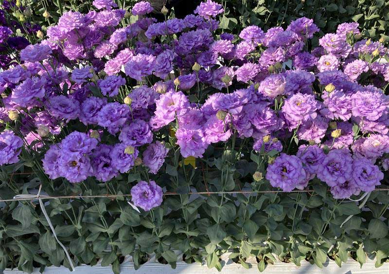 ���[�X�g�}�wF1�x�[��2�^���x���_�[(TU1050)�x�̉摜�P