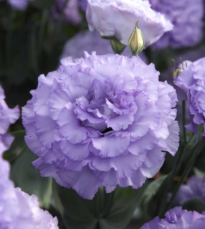 ���[�X�g�}�wF1�x�[��2�^���x���_�[(TU1050)�x�̉摜�Q