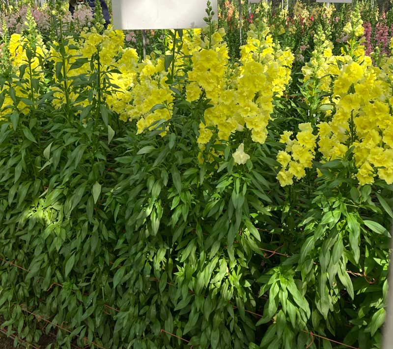 �L���M���\�E�wEK1196�x�̉摜�P