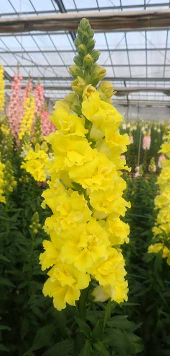 �L���M���\�E�wEK1196�x�̉摜�Q