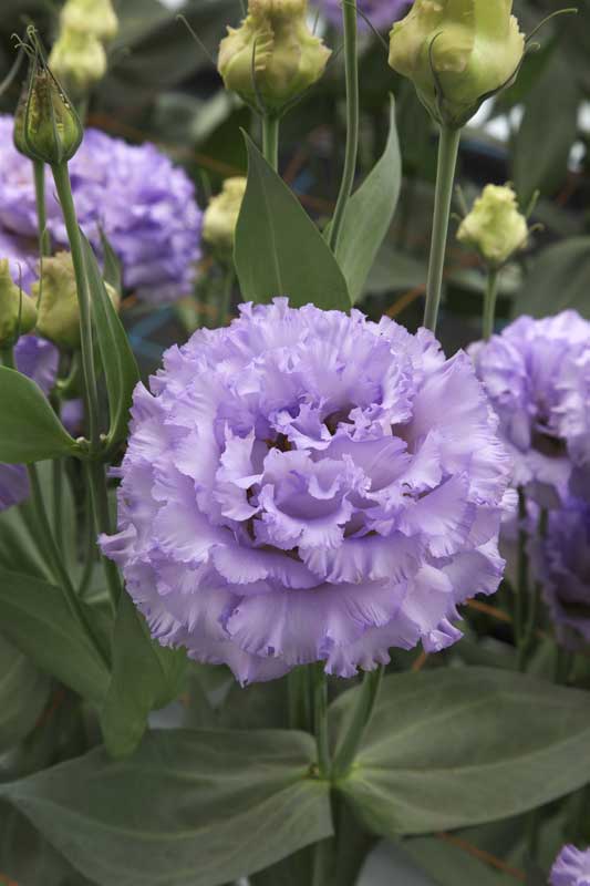 ���[�X�g�}�̉摜�P