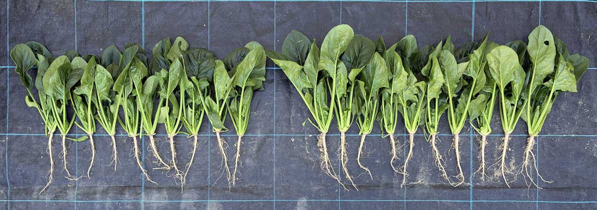 �z�E�����\�E(�����q)