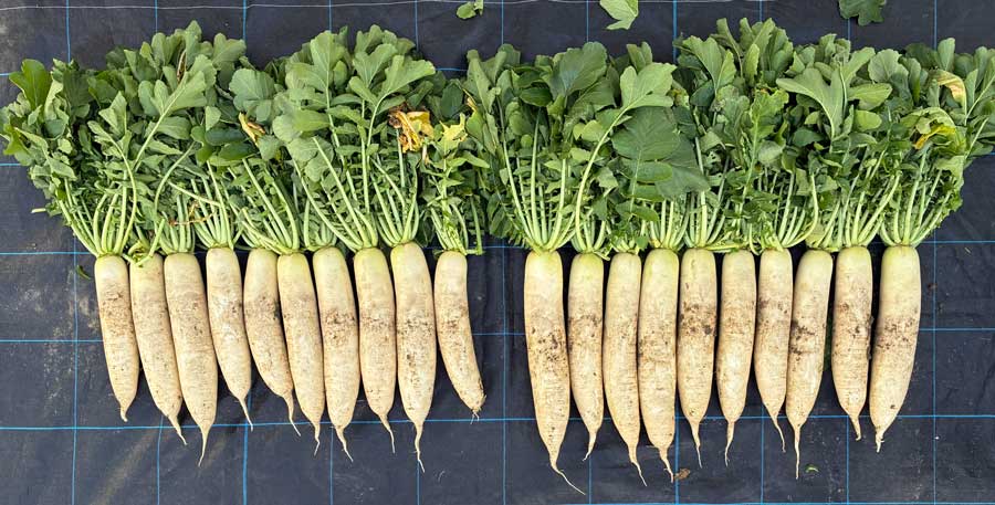 �_�C�R��(�Ă�����)