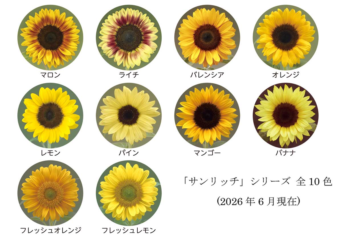 �u�T�����b�`�v�V���[�Y�S10�F�̉摜