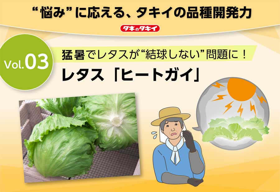 Vol.3 猛暑でレタスが“結球しない”問題に!レタス「ヒートガイ」の画像