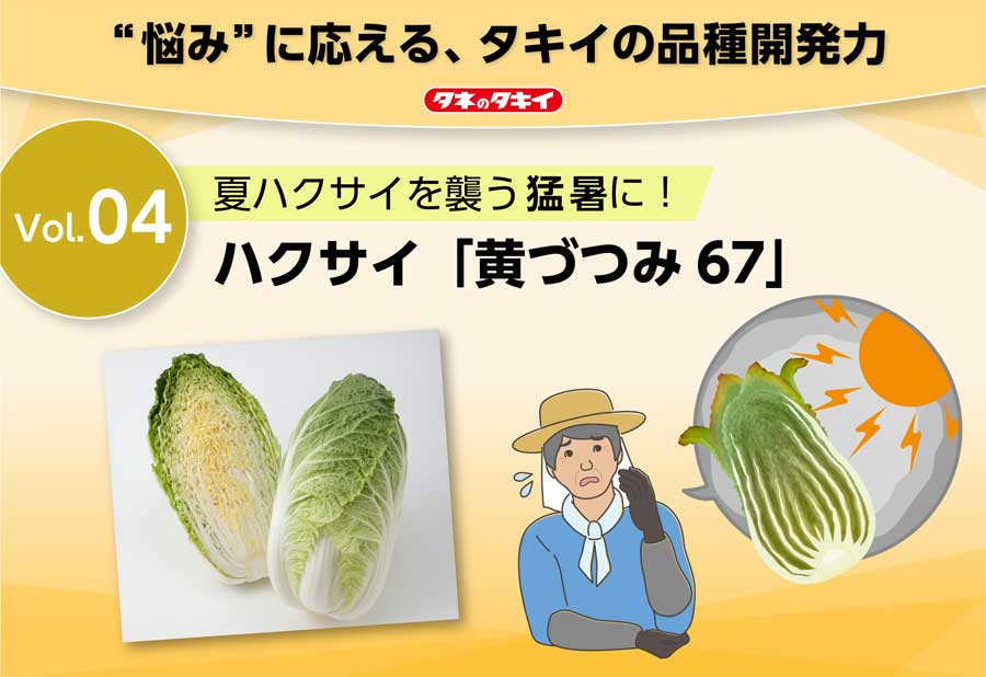 Vol.4 夏ハクサイを襲う猛暑に!ハクサイ「黄づつみ 67」の画像