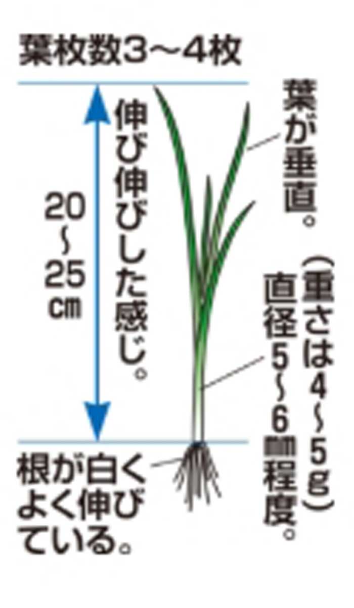�^�}�l�M�̗t�̐A���t���̏ڍ׉摜