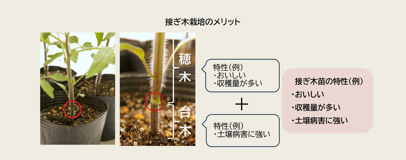 �ڂ��؍͔|�̃����b�g�̉摜