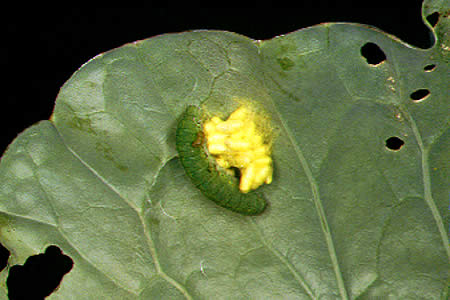 病害虫 生理障害情報 野菜栽培での病気 害虫 生理障害情報 タキイの野菜 タキイ種苗