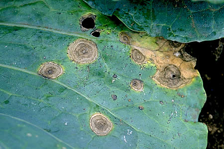 病害虫 生理障害情報 野菜栽培での病気 害虫 生理障害情報 タキイの野菜 タキイ種苗