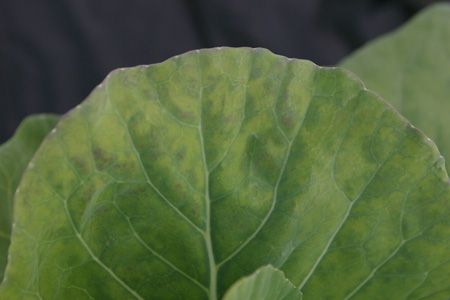 病害虫 生理障害情報 野菜栽培での病気 害虫 生理障害情報 タキイの野菜 タキイ種苗