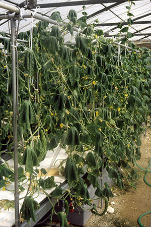 病害虫 生理障害情報 野菜栽培での病気 害虫 生理障害情報 タキイの野菜 タキイ種苗