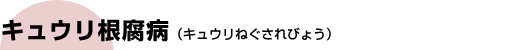 LEa