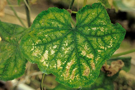 病害虫 生理障害情報 野菜栽培での病気 害虫 生理障害情報 タキイの野菜 タキイ種苗