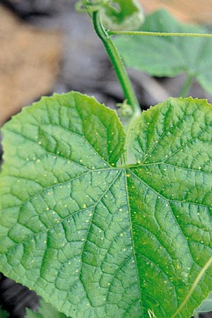 病害虫 生理障害情報 野菜栽培での病気 害虫 生理障害情報 タキイの野菜 タキイ種苗