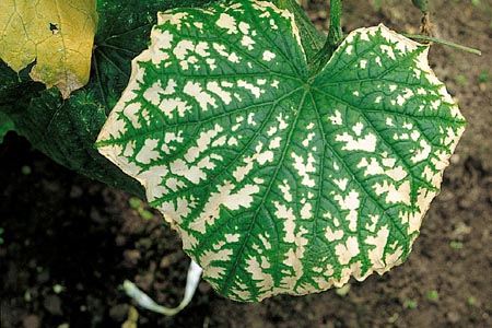 病害虫 生理障害情報 野菜栽培での病気 害虫 生理障害情報 タキイの野菜 タキイ種苗