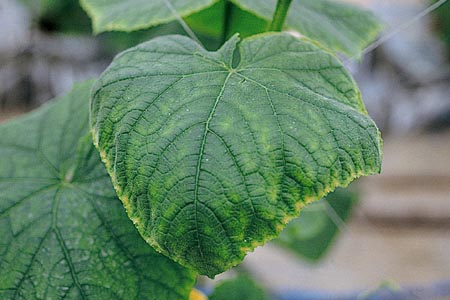 病害虫 生理障害情報 野菜栽培での病気 害虫 生理障害情報 タキイの野菜 タキイ種苗