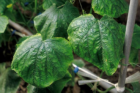 病害虫 生理障害情報 野菜栽培での病気 害虫 生理障害情報 タキイの野菜 タキイ種苗