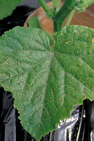 病害虫 生理障害情報 野菜栽培での病気 害虫 生理障害情報 タキイの野菜 タキイ種苗