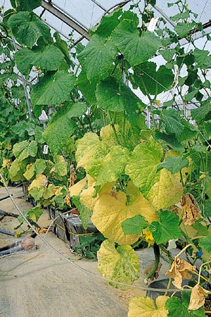 病害虫 生理障害情報 野菜栽培での病気 害虫 生理障害情報 タキイの野菜 タキイ種苗