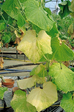 病害虫 生理障害情報 野菜栽培での病気 害虫 生理障害情報 タキイの野菜 タキイ種苗