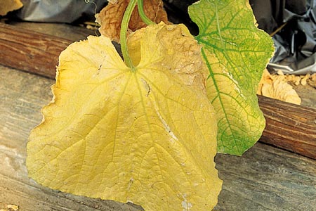 病害虫 生理障害情報 野菜栽培での病気 害虫 生理障害情報 タキイの野菜 タキイ種苗