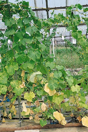 病害虫 生理障害情報 野菜栽培での病気 害虫 生理障害情報 タキイの野菜 タキイ種苗