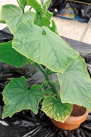 病害虫 生理障害情報 野菜栽培での病気 害虫 生理障害情報 タキイの野菜 タキイ種苗