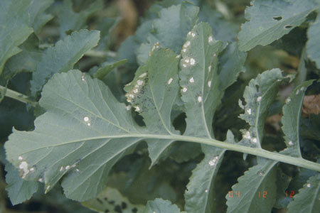 病害虫 生理障害情報 野菜栽培での病気 害虫 生理障害情報 タキイの野菜 タキイ種苗