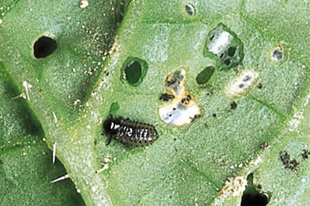 病害虫 生理障害情報 野菜栽培での病気 害虫 生理障害情報 タキイの野菜 タキイ種苗