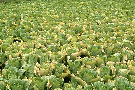 病害虫 生理障害情報 野菜栽培での病気 害虫 生理障害情報 タキイの野菜 タキイ種苗