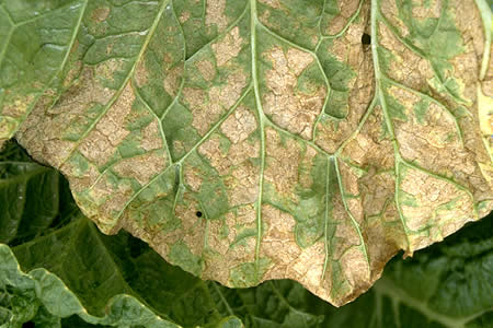 病害虫 生理障害情報 野菜栽培での病気 害虫 生理障害情報 タキイの野菜 タキイ種苗