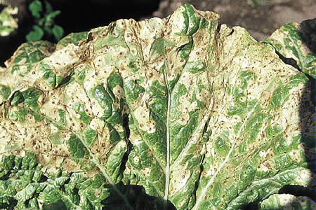病害虫 生理障害情報 野菜栽培での病気 害虫 生理障害情報 タキイの野菜 タキイ種苗
