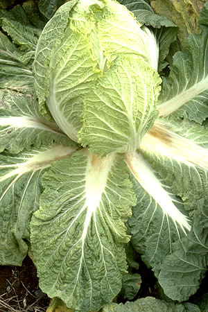 病害虫 生理障害情報 野菜栽培での病気 害虫 生理障害情報 タキイの野菜 タキイ種苗