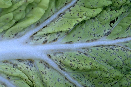 病害虫 生理障害情報 野菜栽培での病気 害虫 生理障害情報 タキイの野菜 タキイ種苗