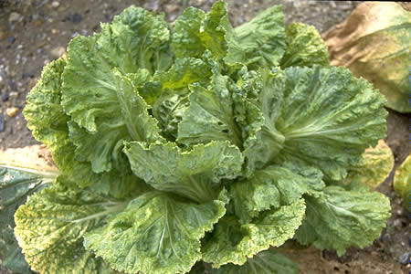 病害虫 生理障害情報 野菜栽培での病気 害虫 生理障害情報 タキイの野菜 タキイ種苗