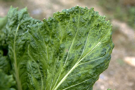 病害虫 生理障害情報 野菜栽培での病気 害虫 生理障害情報 タキイの野菜 タキイ種苗