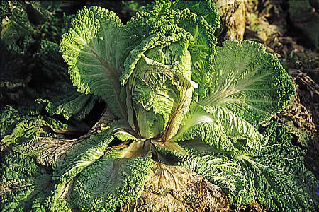 病害虫 生理障害情報 野菜栽培での病気 害虫 生理障害情報 タキイの野菜 タキイ種苗