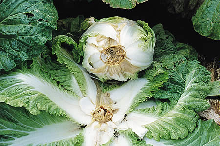 病害虫 生理障害情報 野菜栽培での病気 害虫 生理障害情報 タキイの野菜 タキイ種苗