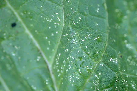 病害虫 生理障害情報 野菜栽培での病気 害虫 生理障害情報 タキイの野菜 タキイ種苗