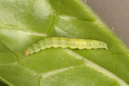 病害虫 生理障害情報 野菜栽培での病気 害虫 生理障害情報 タキイの野菜 タキイ種苗