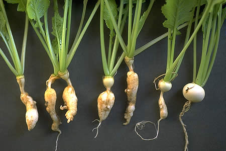 病害虫・生理障害情報 野菜栽培での病気 害虫 生理障害情報 | タキイの 