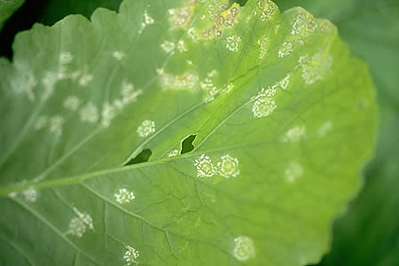 病害虫 生理障害情報 野菜栽培での病気 害虫 生理障害情報 タキイの野菜 タキイ種苗