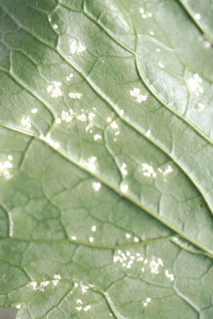 病害虫 生理障害情報 野菜栽培での病気 害虫 生理障害情報 タキイの野菜 タキイ種苗