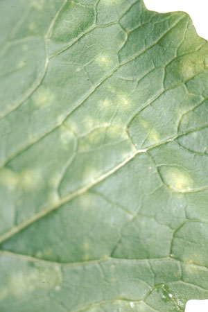 病害虫 生理障害情報 野菜栽培での病気 害虫 生理障害情報 タキイの野菜 タキイ種苗