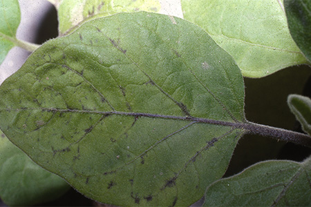 病害虫 生理障害情報 野菜栽培での病気 害虫 生理障害情報 タキイの野菜 タキイ種苗