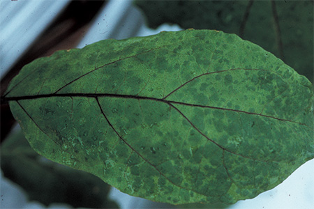 病害虫 生理障害情報 野菜栽培での病気 害虫 生理障害情報 タキイの野菜 タキイ種苗