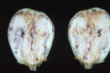 病害虫 生理障害情報 野菜栽培での病気 害虫 生理障害情報 タキイの野菜 タキイ種苗