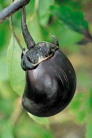 病害虫 生理障害情報 野菜栽培での病気 害虫 生理障害情報 タキイの野菜 タキイ種苗